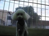 Toby